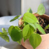 Baby plant