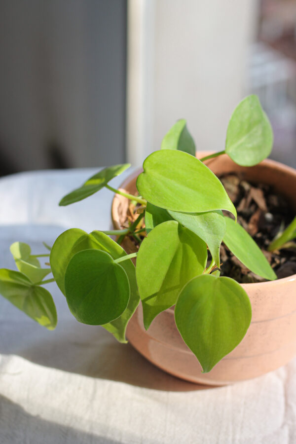 Baby plant
