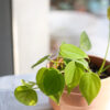 Baby plant