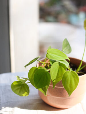 Baby plant