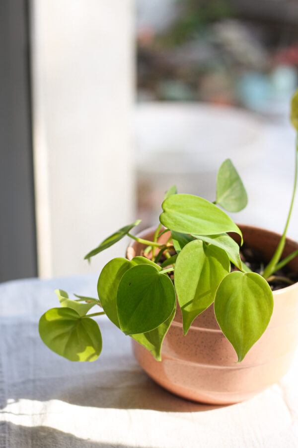 Baby plant