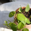 Baby plant