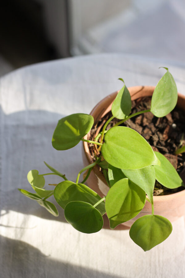 Baby plant