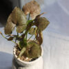 Baby plant