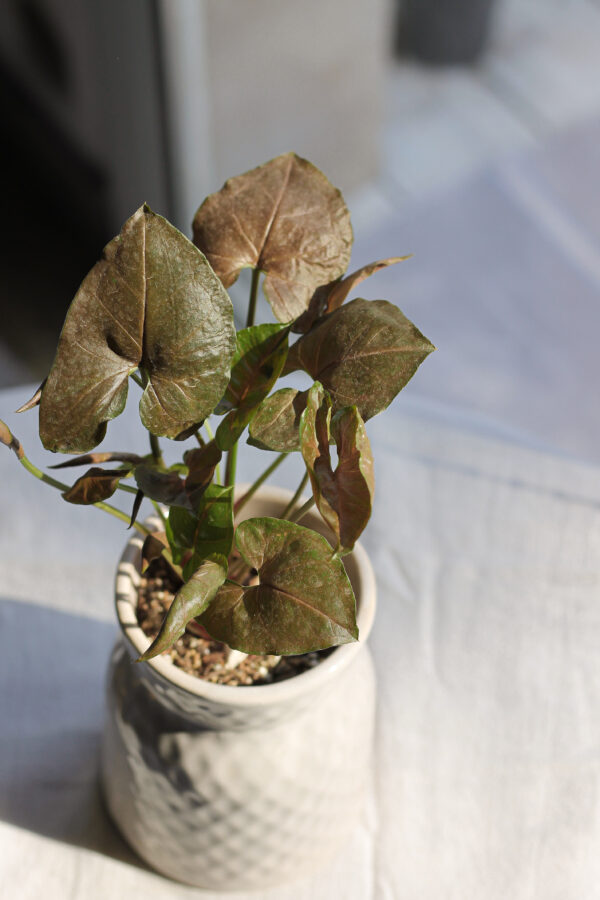 Baby plant