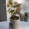Baby plant