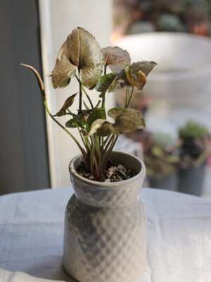 Baby plant