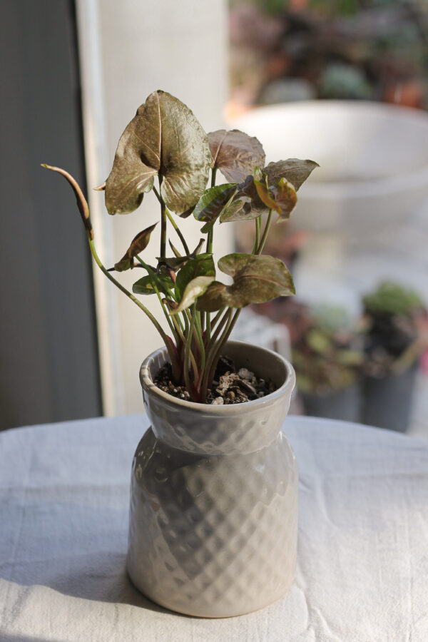 Baby plant