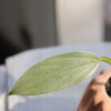Baby plant