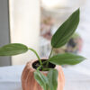 Baby plant