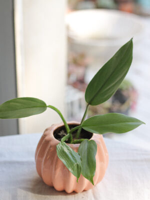 Baby plant