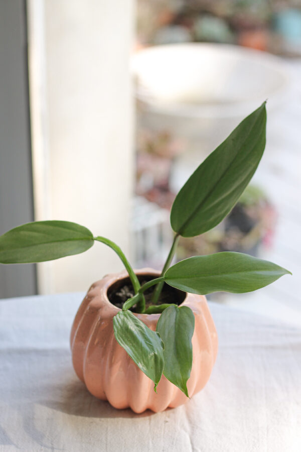 Baby plant