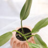 Baby plant