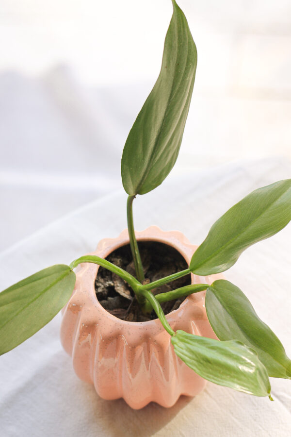 Baby plant