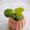 Baby plant