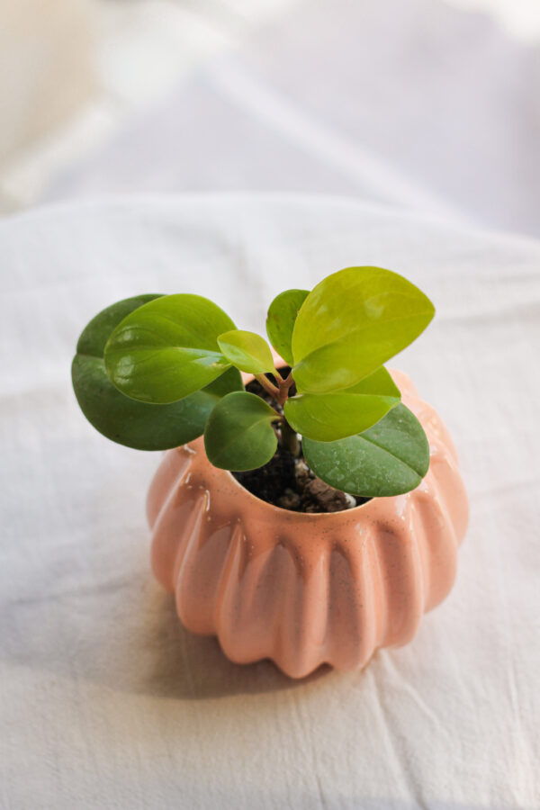 Baby plant