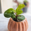 Baby plant