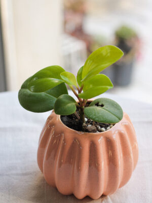 Baby plant