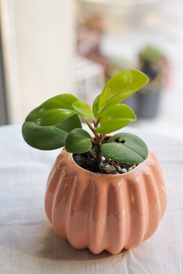 Baby plant