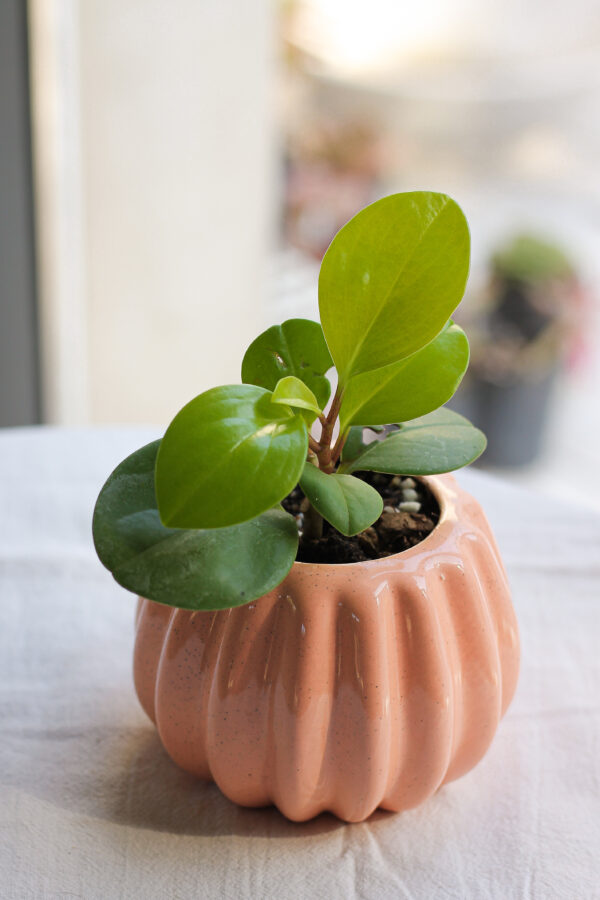 Baby plant
