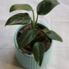 Baby plant