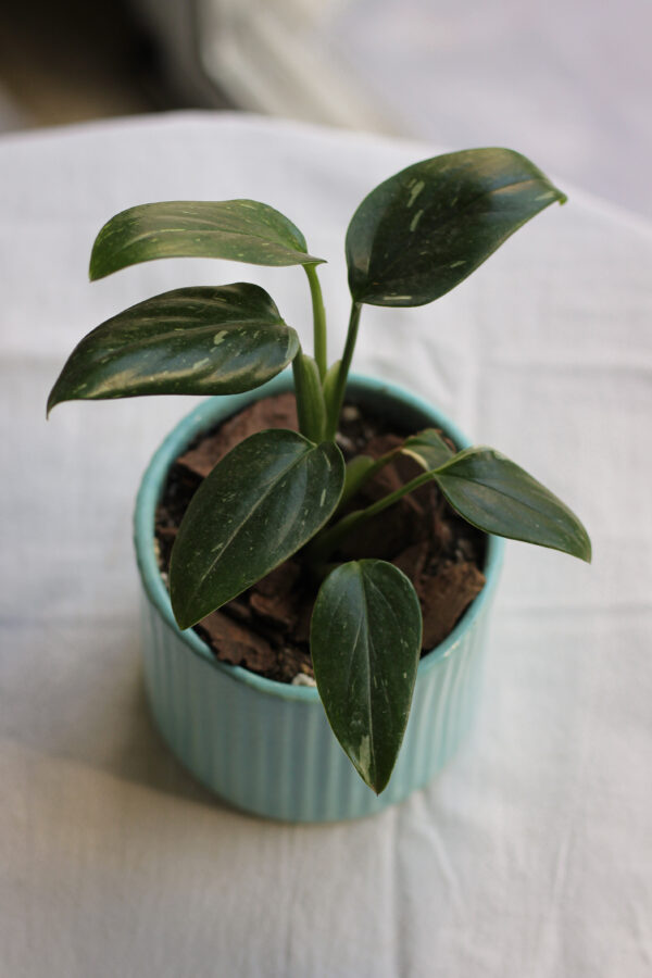 Baby plant
