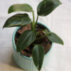 Baby plant