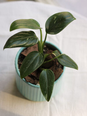 Baby plant