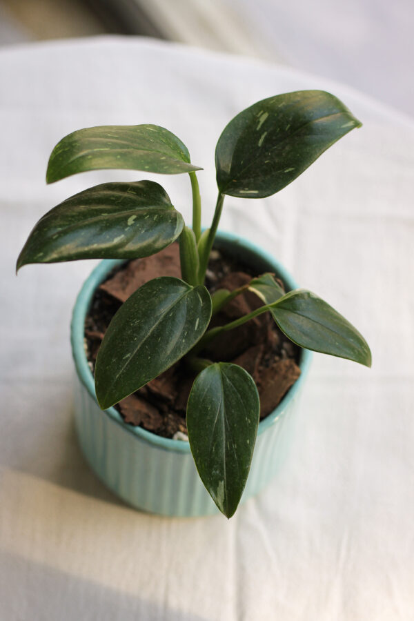 Baby plant