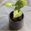 Baby plant