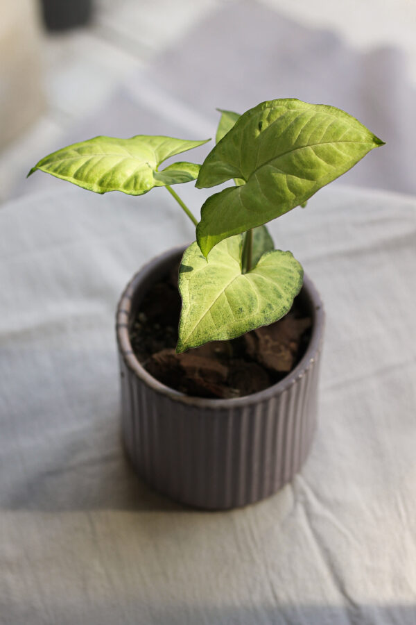 Baby plant