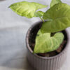 Baby plant