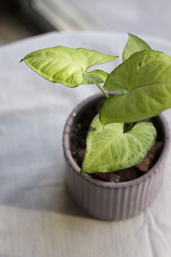 Baby plant