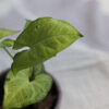 Baby plant