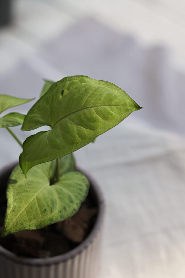 Baby plant