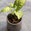Baby plant