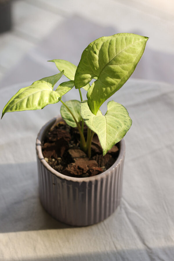Baby plant