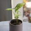 Baby plant
