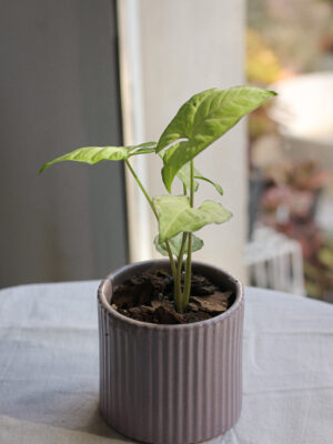 Baby plant