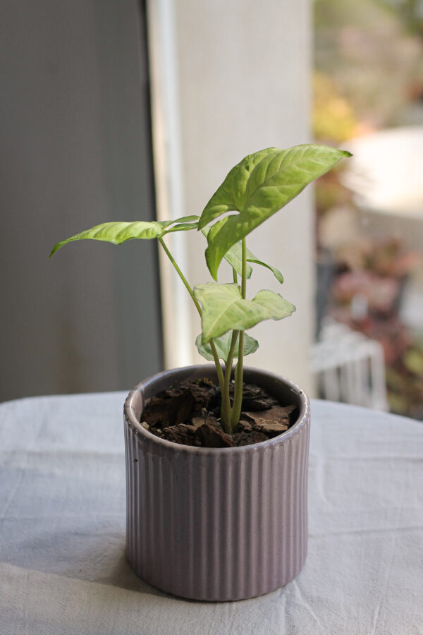 Baby plant