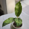Baby plant