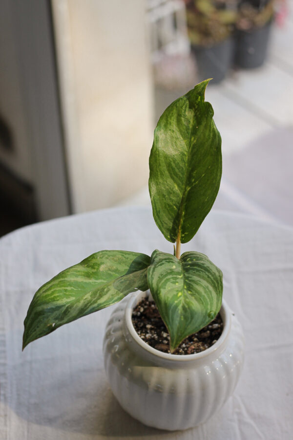 Baby plant