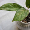 Baby plant