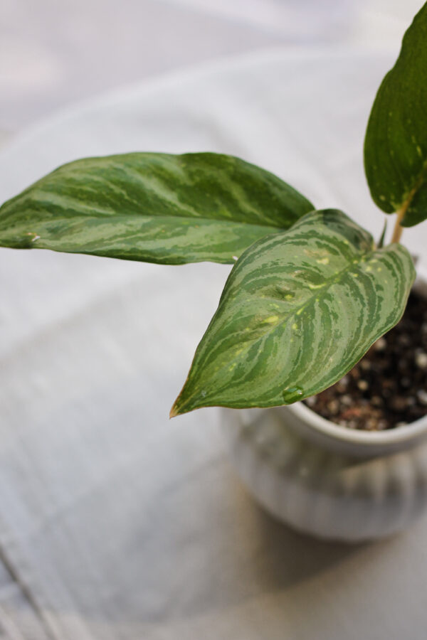 Baby plant