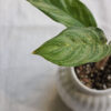 Baby plant