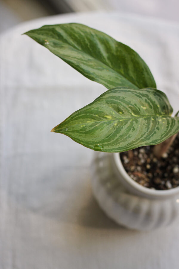 Baby plant