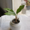 Baby plant
