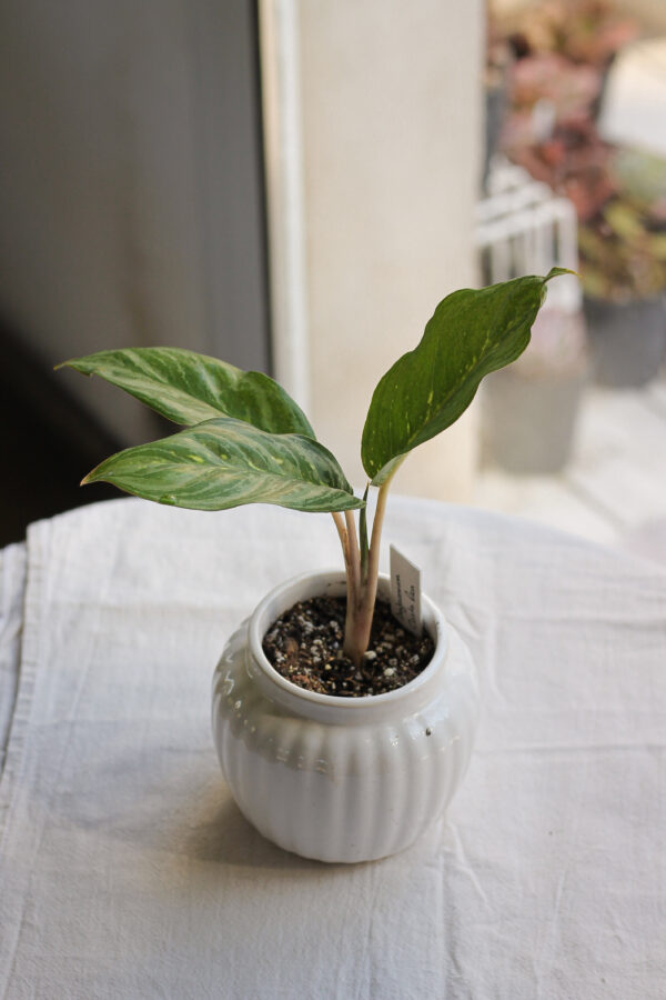 Baby plant