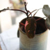 Philodendron Pink Princess