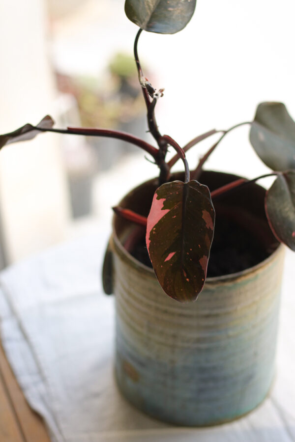 Philodendron Pink Princess